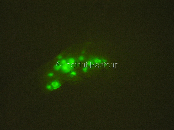 Oocystes fluorescents de Plasmodium berghei