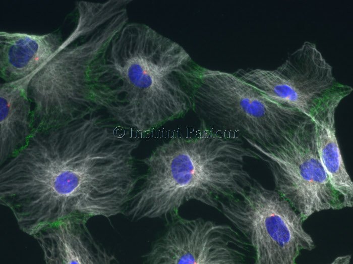 Astrocytes de rat en culture marqués par immunofluorescence