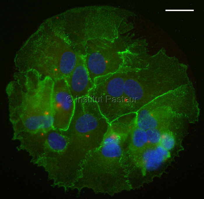 Astrocytes de rat adhérents sur un grand micropatron circulaire