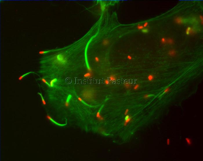 Comètes d'actine formées par Listeria monocytogenes au cours de l'infection de cellules PtK2.