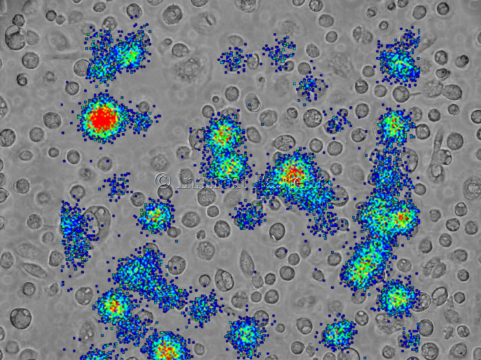 Macrophages humains primaires exposés à un pseudovirus VIH portant le gène de la luciférase