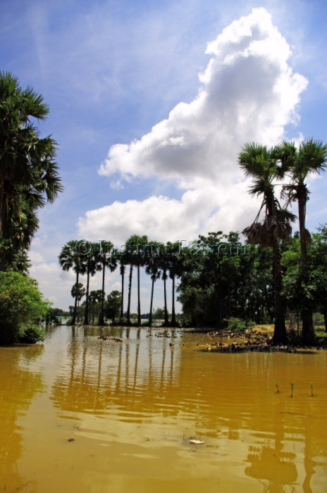 Rizières inondées dans la province de Prey Veng au Cambodge.