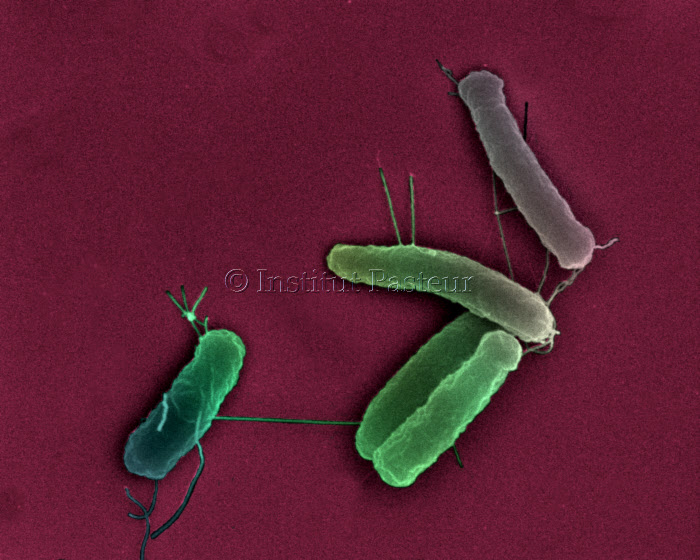 Bactéries Escherichia coli en microscopie electronique à balayage
