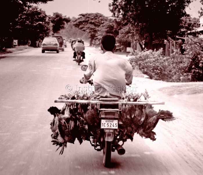 Revendeur de volailles sur la route de Takmao, Cambodge