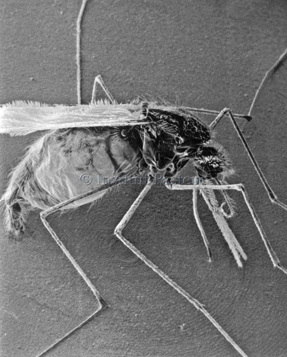 Anopheles sp