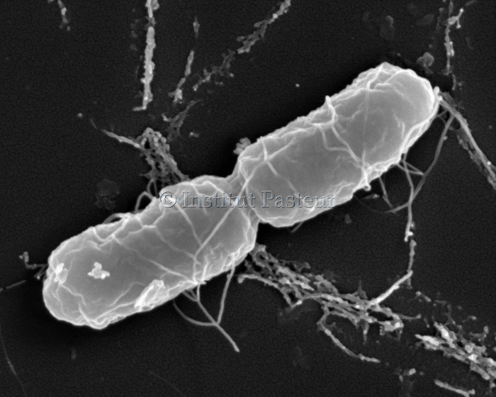 Bactéries Salmonella enterica en microscopie à balayage.