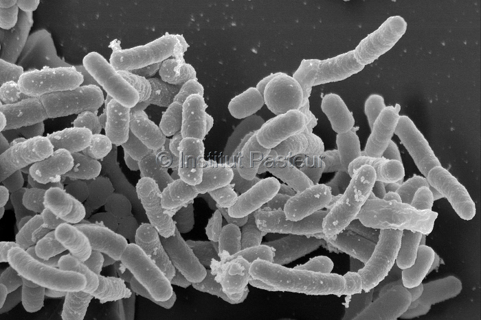 Yersinia pestis, bacille de la peste en microscopie electronique à balayage.