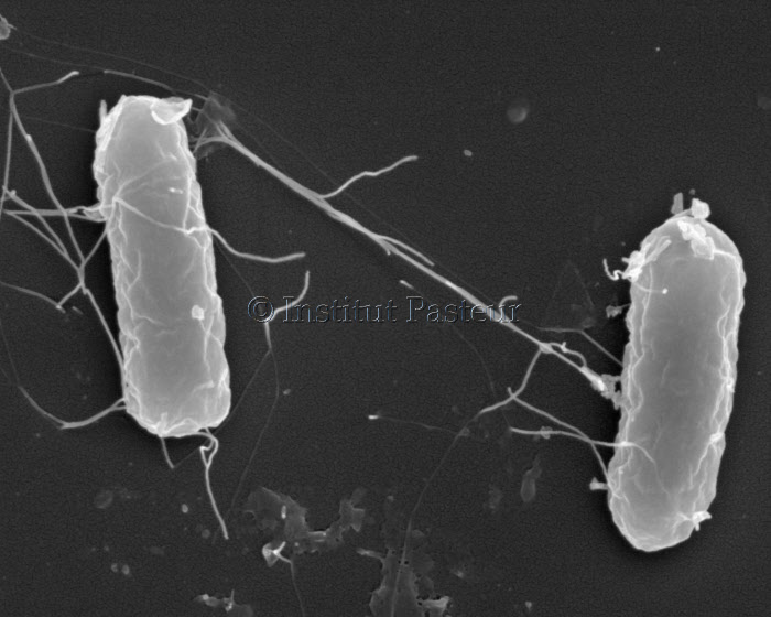 Bactéries Salmonella enterica en microscopie à balayage