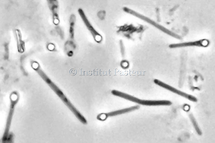 Bactéries Clostridium tetani