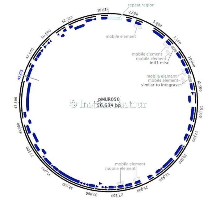 Carte du plasmide conjugatif pMUR050 portant plusieurs gènes de résistance aux antibiotiques isolé d'une souche d'Escherichia coli