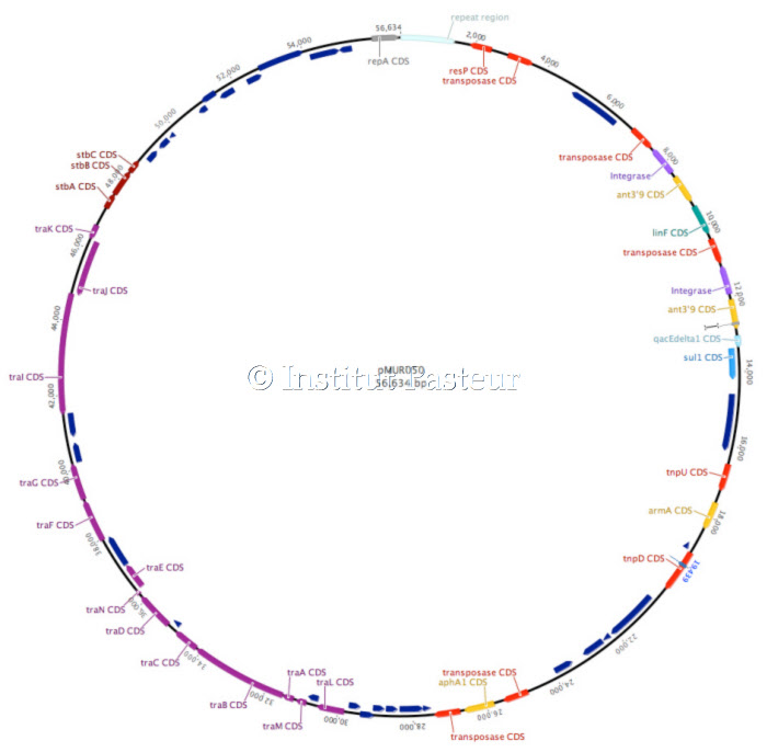 Carte du plasmide conjugatif pMUR050