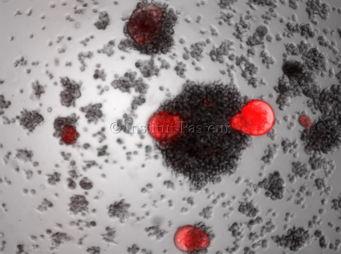 Lymphocytes T CD4 humains infectés par un virus vaccinal chimérique rougeole-SIV