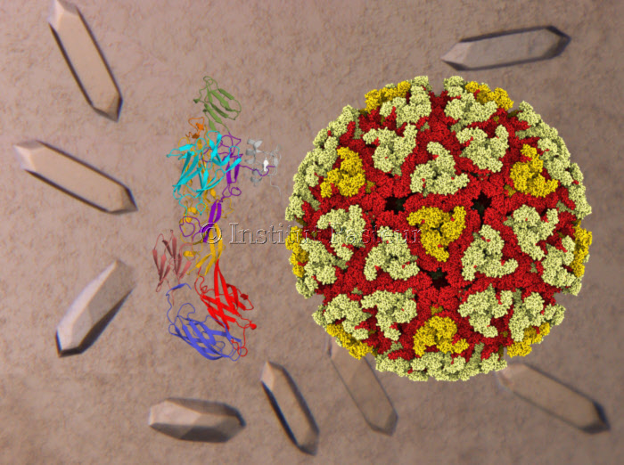 Montage illustrant des étapes de l'étude structurale des glycoprotéines d'enveloppe p62/E1 du virus Chikungunya.