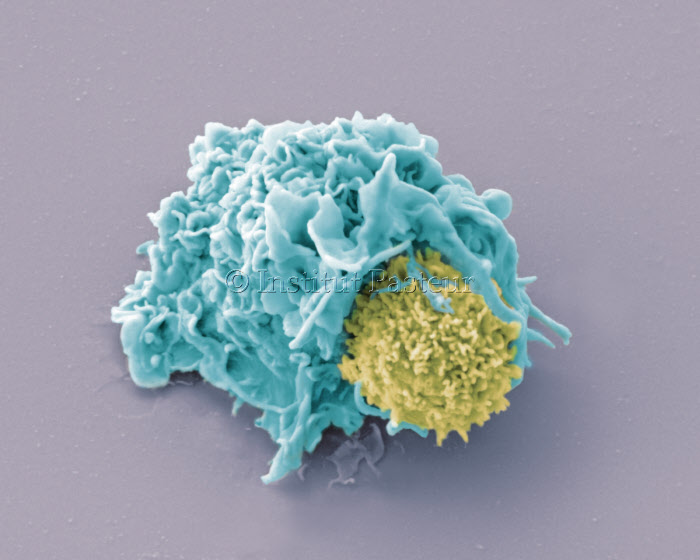 Contact entre une cellule dendritique et un lymphocyte