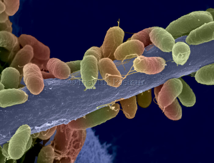 Interaction Aspergillus fumigatus et Pseudomonas aeruginosa observée en microscopie électronique à balayage.