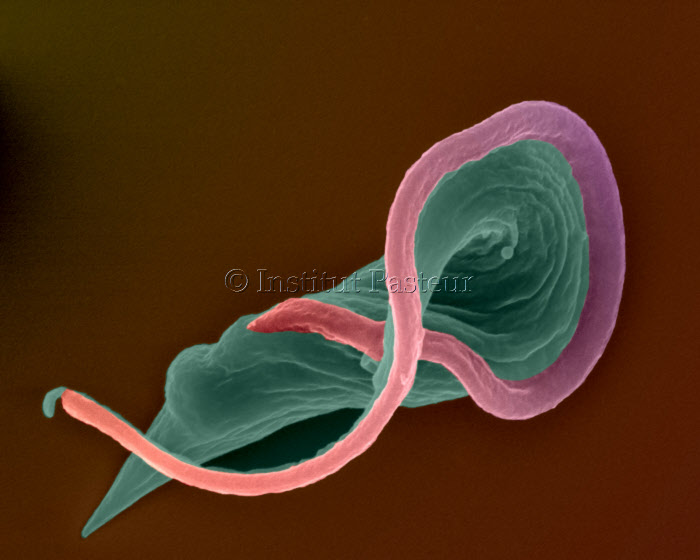 Trypanosoma cruzi - forme trypomastigote