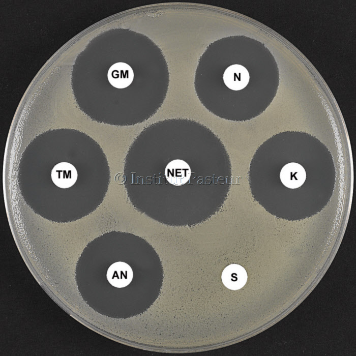 Antibiogramme d'un phénotype de Staphylococcus aureus résistant aux aminosides : phénotype Sm