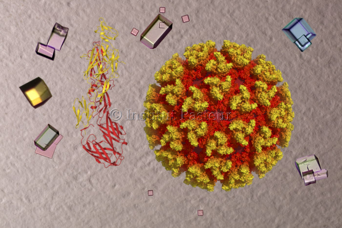 Études structurales du virus du chikungunya
