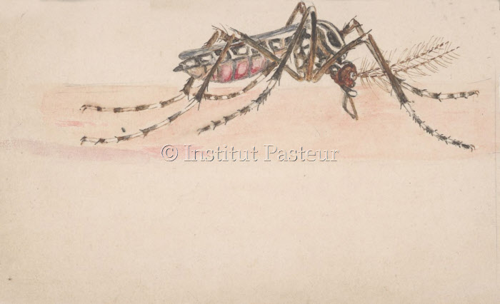 Stegomyia fasciata (Aedes aegypti). Dessin de Paul-Louis Simond.