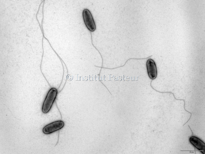 Bactéries Legionella pneumophila, responsable de pneumopathie aigue grave. Microscopie électronique.