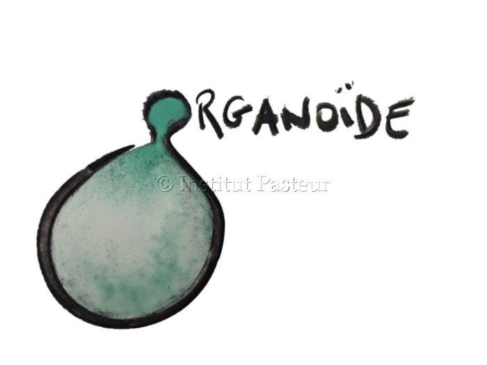 <i>Organoïde</i>