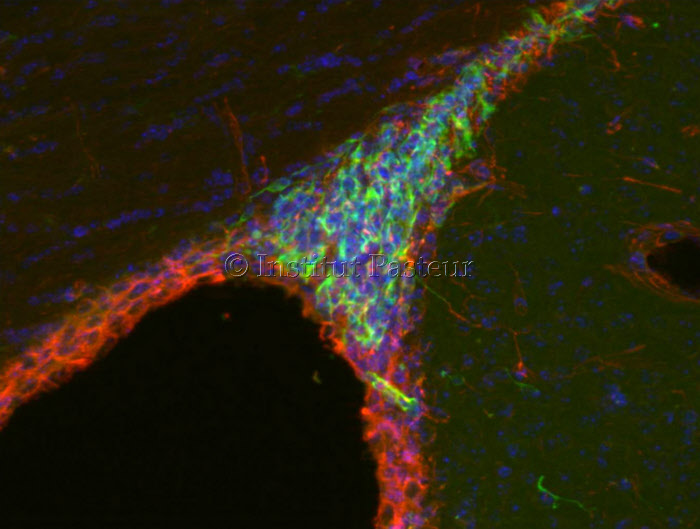 Cellules souches neurales et neurones immatures dans la zone sous-ventriculaire du cerveau chez la souris adulte
