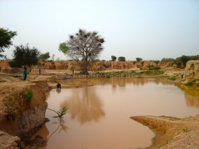 Mission malacologie au Niger en 2008
