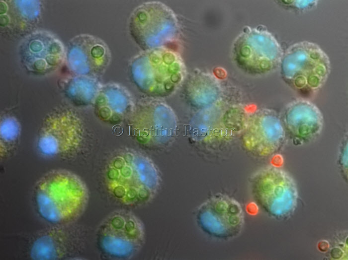 Phagocytose de conidies de Aspergillus fumigatus par des macrophages de souris.