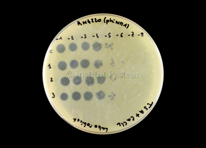 Bactériophages éliminant la bactérie Staphylococcus aureus sur une boite de Petri