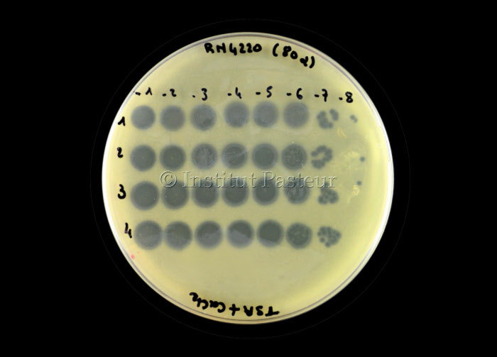 Bactériophages éliminant la bactérie Staphylococcus aureus sur une boite de Petri
