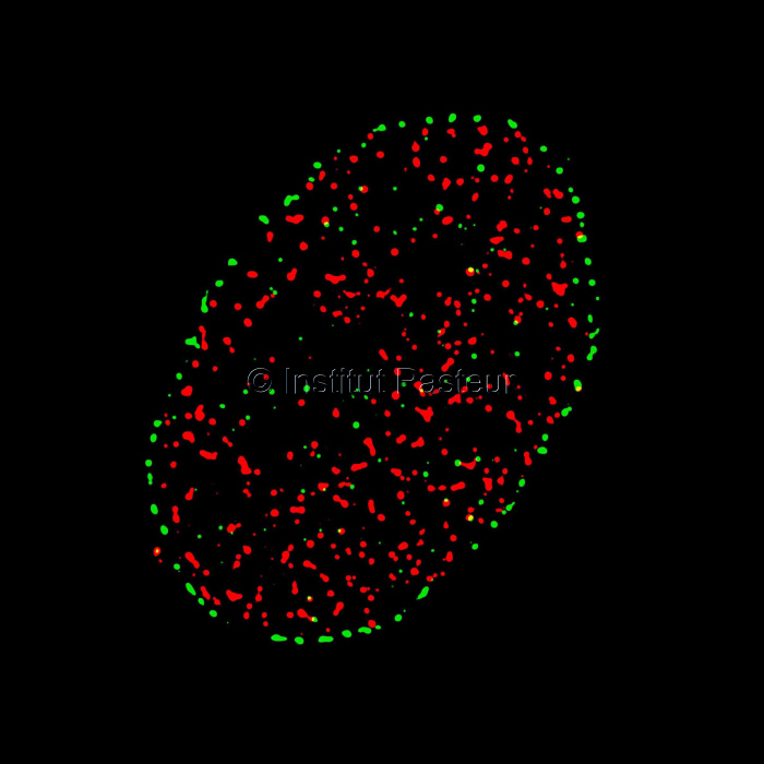 Image super-résolutive de pores nucléaires (vert) et d'une chromatine active (rouge).