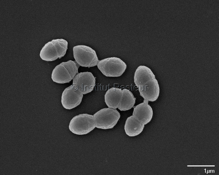 Bactéries Enterococcus hirae en microscopie électronique à balayage