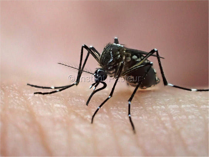 Femelle d'Aedes aegypti, élevée au Vectopôle de l'Institut Pasteur de la Guyane.