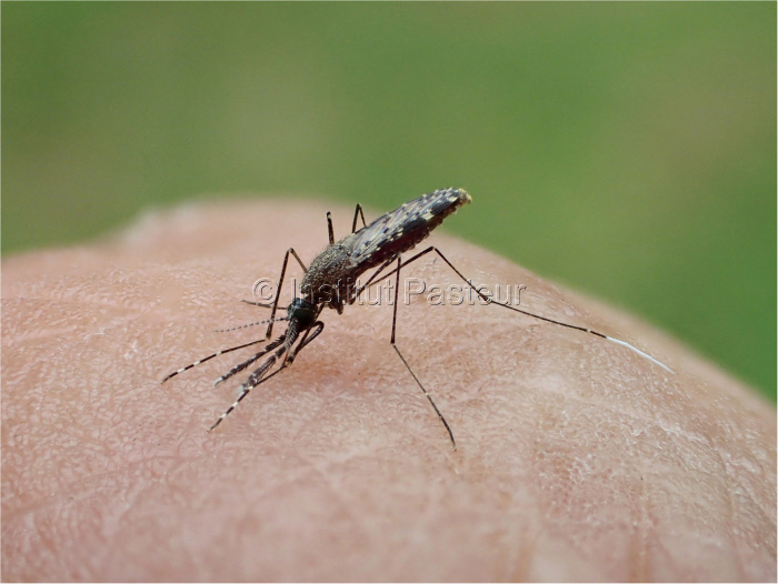 Moustique Anopheles darlingi femelle élevée au Vectopôle de l'Institut Pasteur de la Guyane