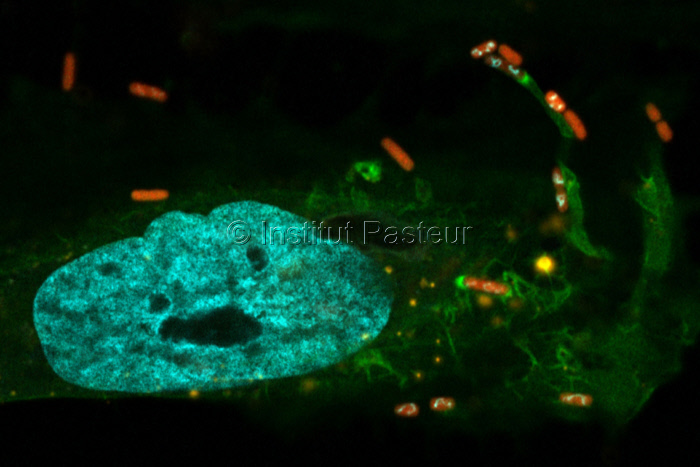 Shigella flexneri infectant des cellules Hela.