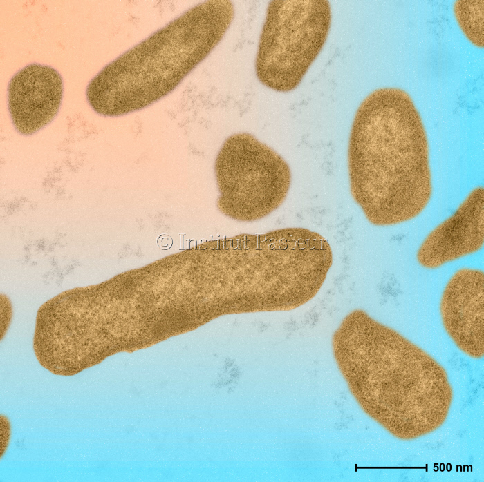 Bactéries Elizabethkingia anophelis