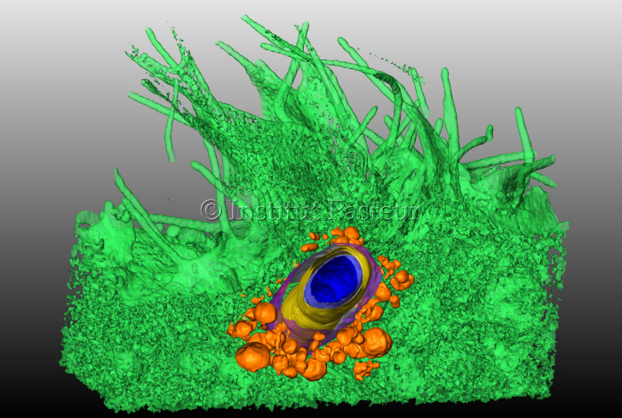 Image en coupe d’une Shigella flexneri au cœur du foyer d’infection sur une cellule Hela