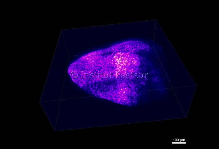 Cellules souches neurales filmées en temps réel sur poisson zèbre adulte vivant et anesthésié