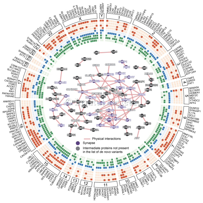 Cartographie des gènes de vulnérabilité à l'autisme sur l'ensemble du génome.