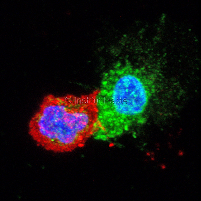 Cellules CD8 de patients contrôleurs en contact avec des cellules CD4 infectées par le VIH