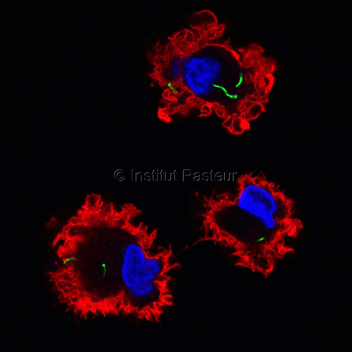 Le bacille de la tuberculose (en vert) entre dans les cellules dendritiques (en rouge)