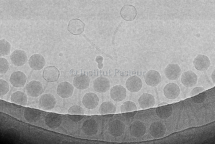 Bactériophages SPP1 observés en cryomicroscopie