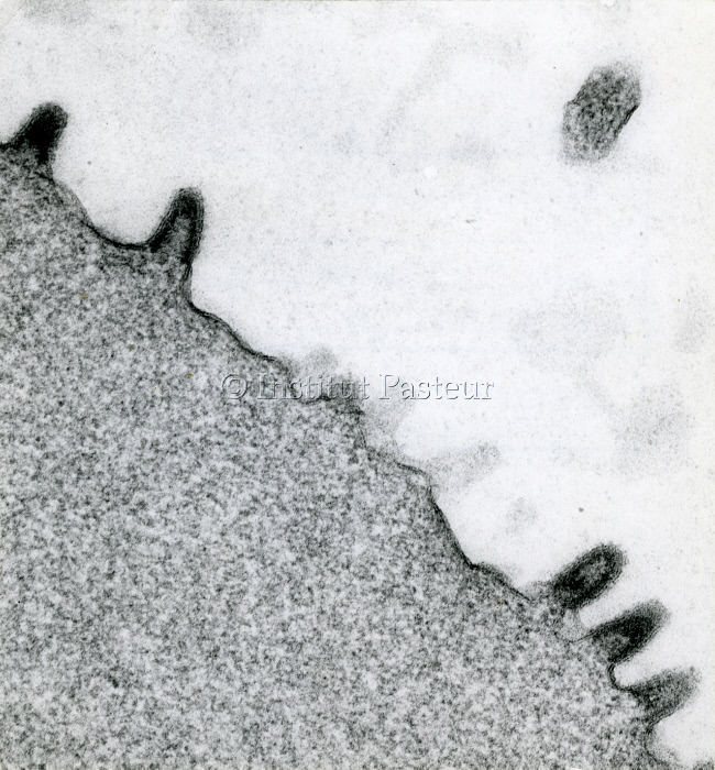 Virus de la rage au contact d'une cellule.