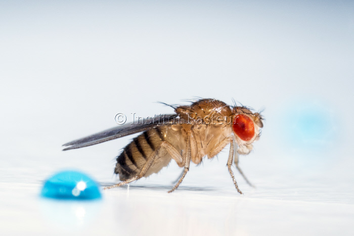 Drosophila melanogaster, mouche du vinaigre