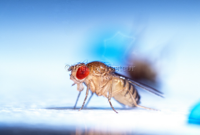 Mouche du vinaigre, Drosophila melanogaster.