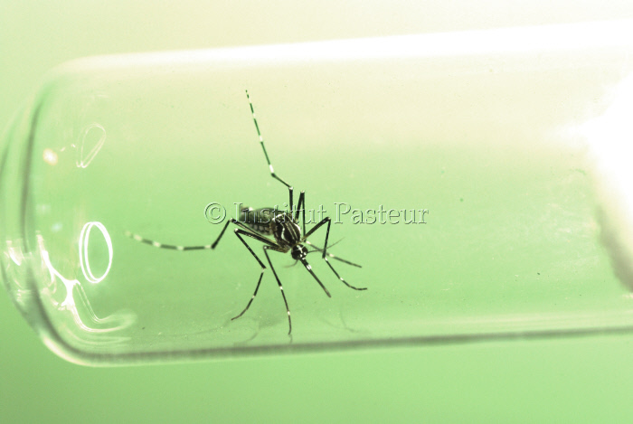 Moustique Aedes aegypti femelle