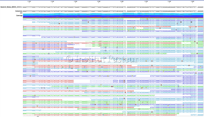 Zoom sur la séquence complète du coronavirus 2019-nCoV