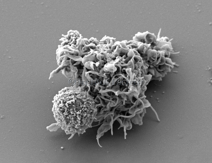 Interaction entre un lymphocyte et une cellule dendritique