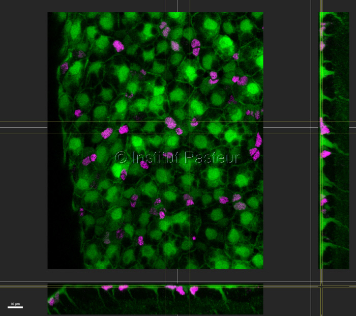 Cellules souches neurales (cerveau de poisson zèbre)
