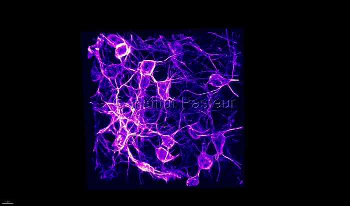 Neurones dans le cerveau du poisson zèbre (microscopie confocale)